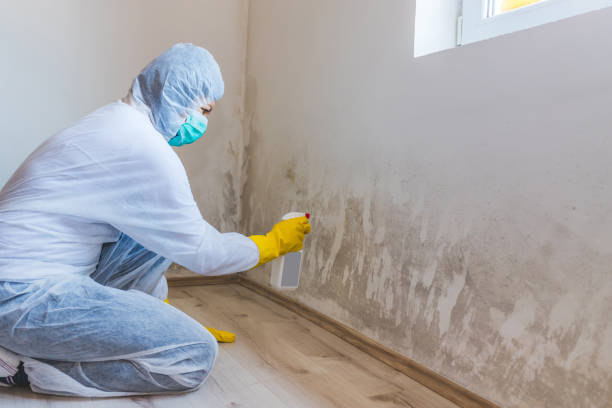 Professional mold removal team in Churchton